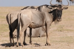 Amboseli - pakoně
