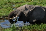 Amboseli - slon