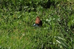 Amboseli - fauna 2