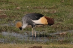 Amboseli - fauna 4