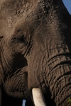 Amboseli - slon 2