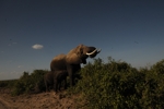 Amboseli - slon 3