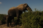 Amboseli - slon 4