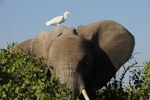 Amboseli - slon 5