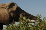 Amboseli - slon 6