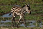 Amboseli - mladá zebra
