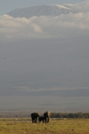 Amboseli -  s pozadím Kilimanžára 2
