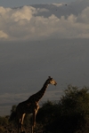 Amboseli - žirafa s pozadím Kilimanžára