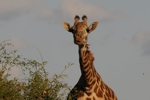 Amboseli - žirafa