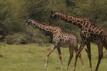 NP Ngorongoro animals 2