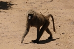 NP Ngorongoro animals 3