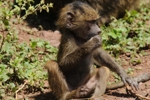 NP Ngorongoro animals 4