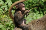 NP Ngorongoro animals 5