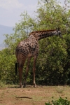 NP Ngorongoro animals 6