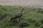 NP Ngorongoro animals 7