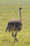 NP Ngorongoro animals 8