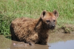 NP Ngorongoro animals 9