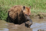 NP Ngorongoro animals 10