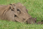 NP Ngorongoro animals 11