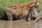 NP Ngorongoro animals 12