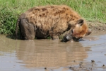 NP Ngorongoro animals 13