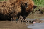 NP Ngorongoro animals 14