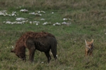 NP Ngorongoro animals 15