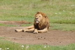 NP Ngorongoro animals 16
