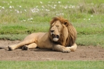 Ngorongoro