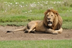 NP Ngorongoro animals 17