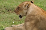 NP Ngorongoro animals 18