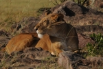 Masai Mara