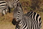 Masai Mara