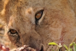 Masai Mara - lvice při hostině