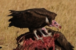 Masai Mara - smečka lvů dojedla