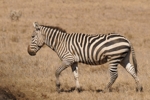Zebra v NP Hells Gate