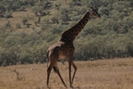Žirafa v NP Hells Gate