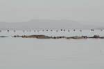 Přelet ptáků nad hrochama na jezeže Naivasha