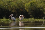 Pelikáni u Lake Naivasha