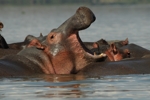 Lake Naivasha - hipo