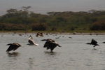 Ptačí foto Lake Naivasha