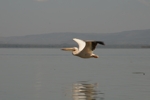 Lake Naivasha - pelikán