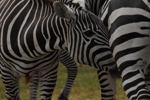 NP Nakuru - zebry
