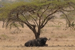 NP Nakuru - Buffalo ( buvol )
