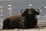 NP Nakuru - Buffalo ( buvol ) 3