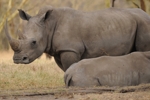 NP Nakuru - Rhinoceros (nosorožec)