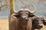 NP Nakuru - Buffalo hledí na nás