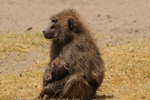 NP Nakuru - Monkeys (opice)