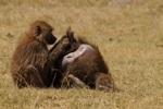 NP Nakuru - Monkeys (opice) 2