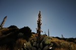 Flora Mount Keni